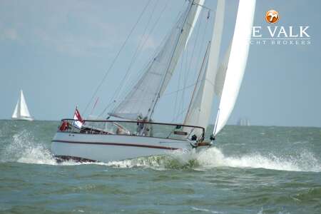 DANISH ROSE 31